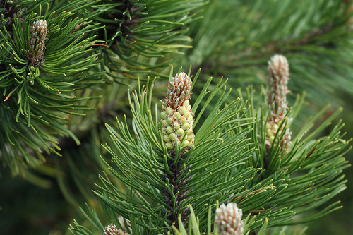 Pinus mugo (Dwarf mountain pine) — photo