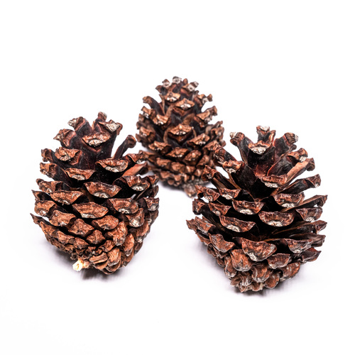 Pinus mugo (Dwarf mountain pine) — photo