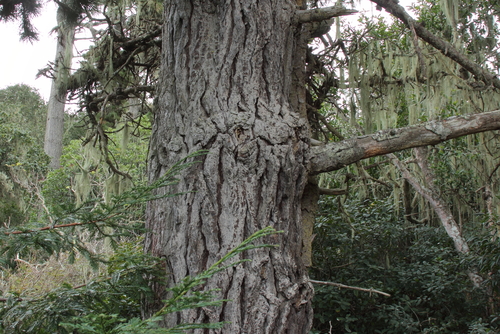 Pinus muricata (Bishop’s pine) — photo