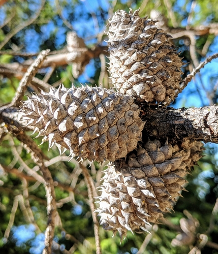 Pinus muricata (Bishop’s pine) — photo