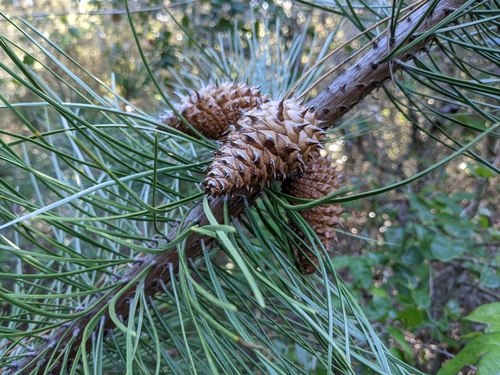Pinus muricata