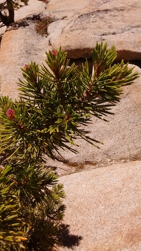 Pinus murrayana — photo