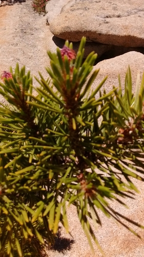 Pinus murrayana — photo