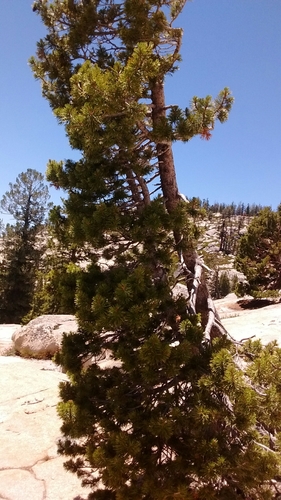 Pinus murrayana