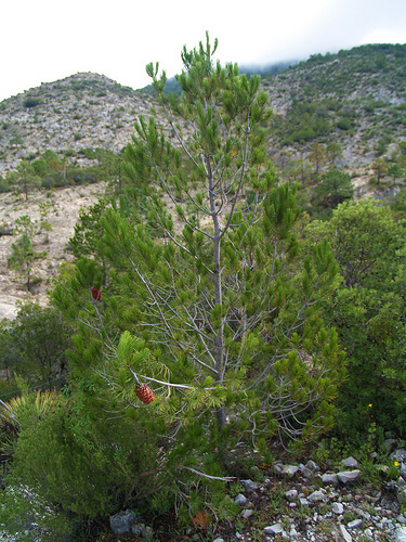 Pinus nelsonii (Nelson pinyon pine) — photo