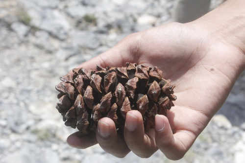Pinus nelsonii (Nelson pinyon pine) — photo