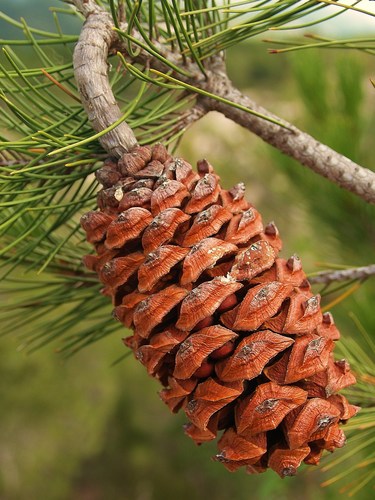 Pinus nelsonii