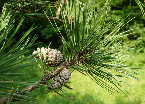 Pinus nigra