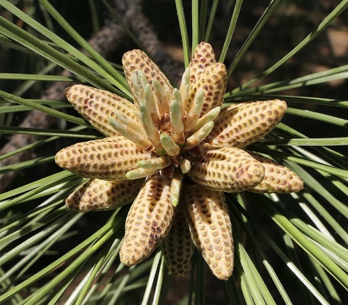 Pinus nigra (Black pine) — photo