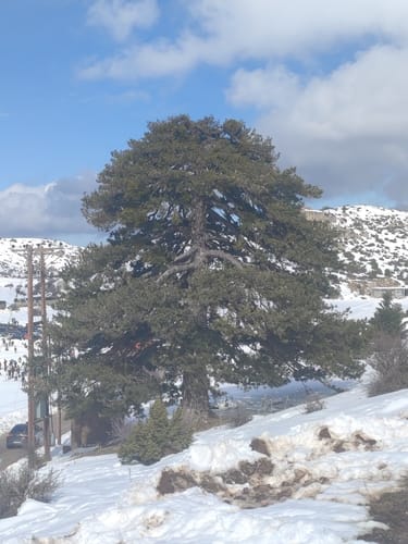 Pinus nigra subsp. pallasiana