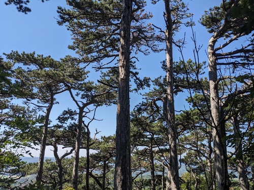 Pinus nigra (Black pine) — photo