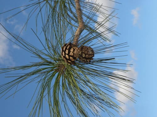 Pinus oocarpa (Oocarpa pine) — photo