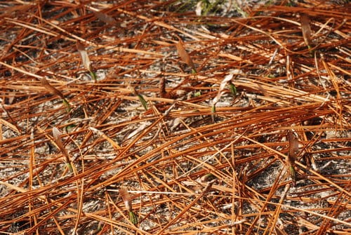 Pinus palustris (Longleaf pine) — photo