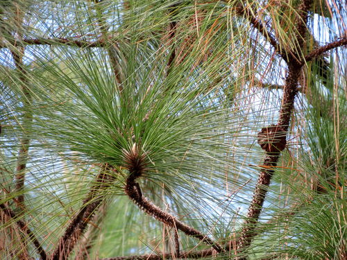 Pinus palustris