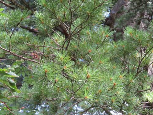 Pinus parviflora (Japanese white pine) — photo