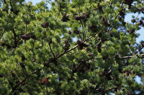 Pinus parviflora (Japanese white pine) — photo