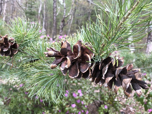 Pinus parviflora