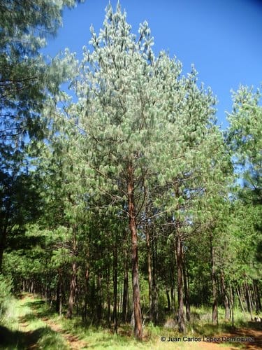 Pinus patula (Mexican weeping pine) — photo