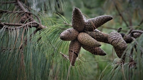 Pinus patula