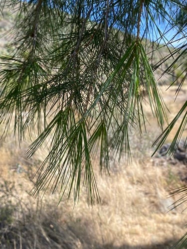 Pinus pinceana (Pinceana pine) — photo