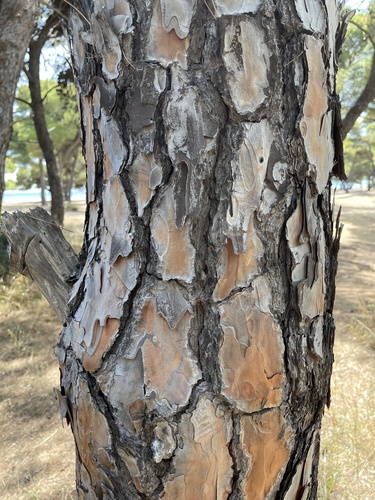 Pinus pinea (Roman Pine) — photo