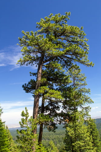 Pinus ponderosa (Ponderosa pine) — photo