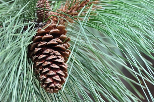 Pinus ponderosa
