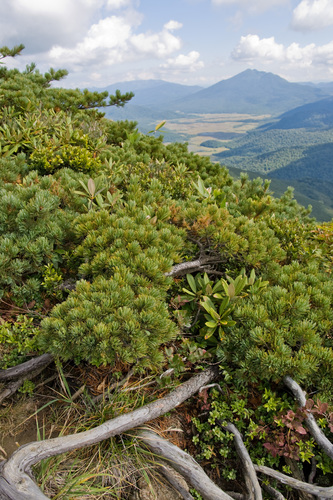 Pinus pumila (Dwarf Siberian pine) — photo