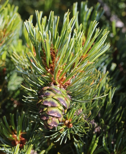 Pinus pumila (Dwarf Siberian pine) — photo