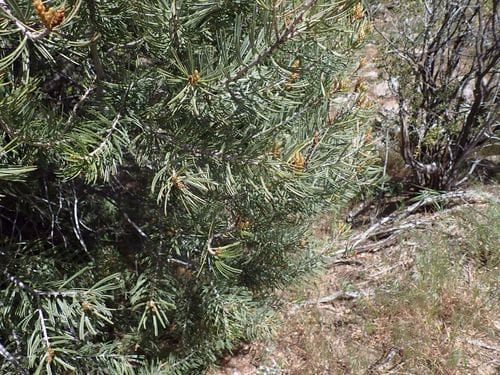 Pinus quadrifolia (Parry pine) — photo