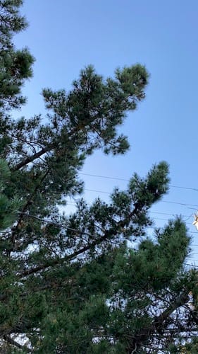 Pinus radiata (Monterey pine) — photo