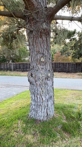 Pinus radiata (Monterey pine) — photo
