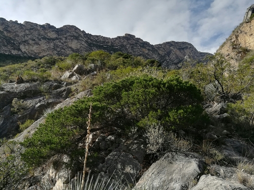 Pinus remota (Remote pinyon) — photo