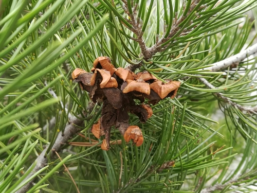 Pinus remota (Remote pinyon) — photo
