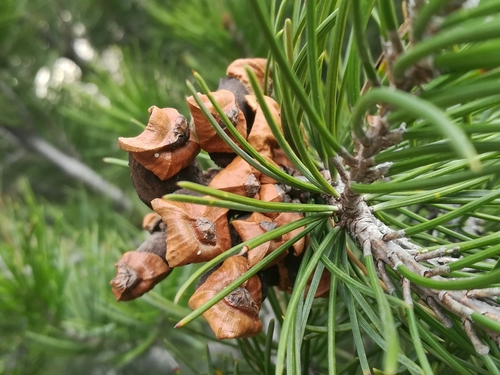 Pinus remota