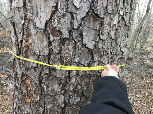 Pinus rigida (Pitch pine) — photo