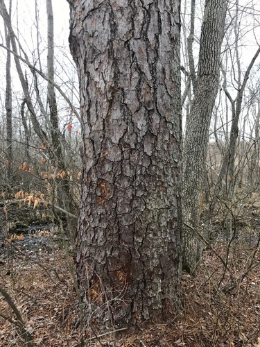 Pinus rigida (Pitch pine) — photo