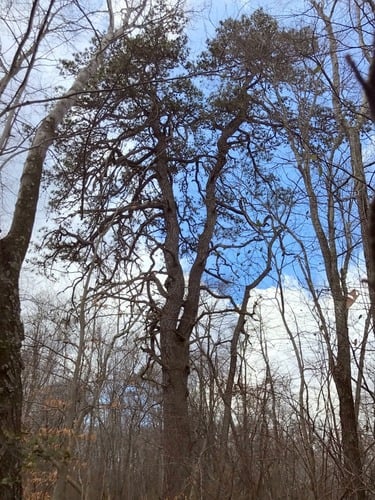 Pinus rigida
