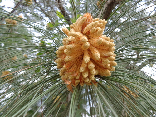 Pinus roxburghii (Chir Pine) — photo