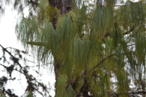 Pinus roxburghii (Chir Pine) — photo