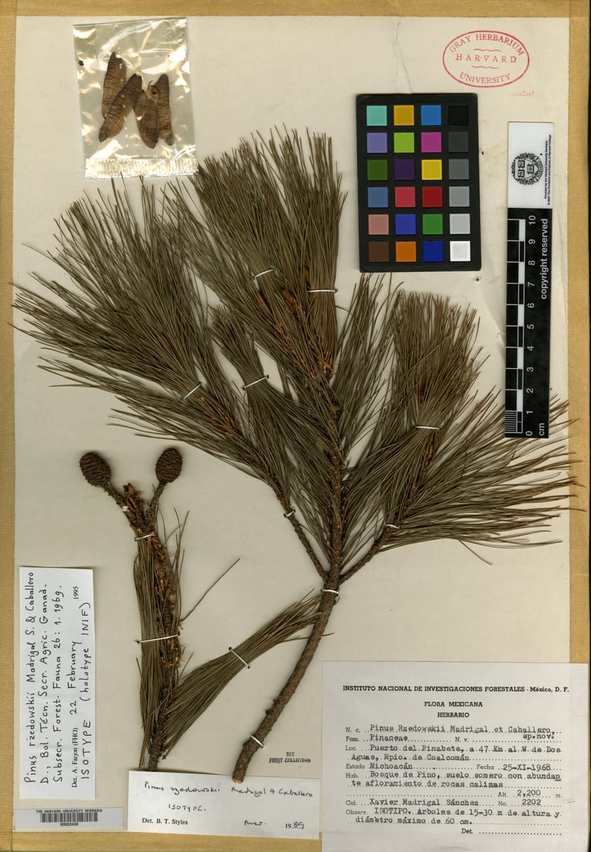 Pinus rzedowskii — photo