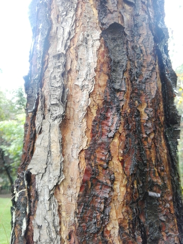 Pinus rzedowskii