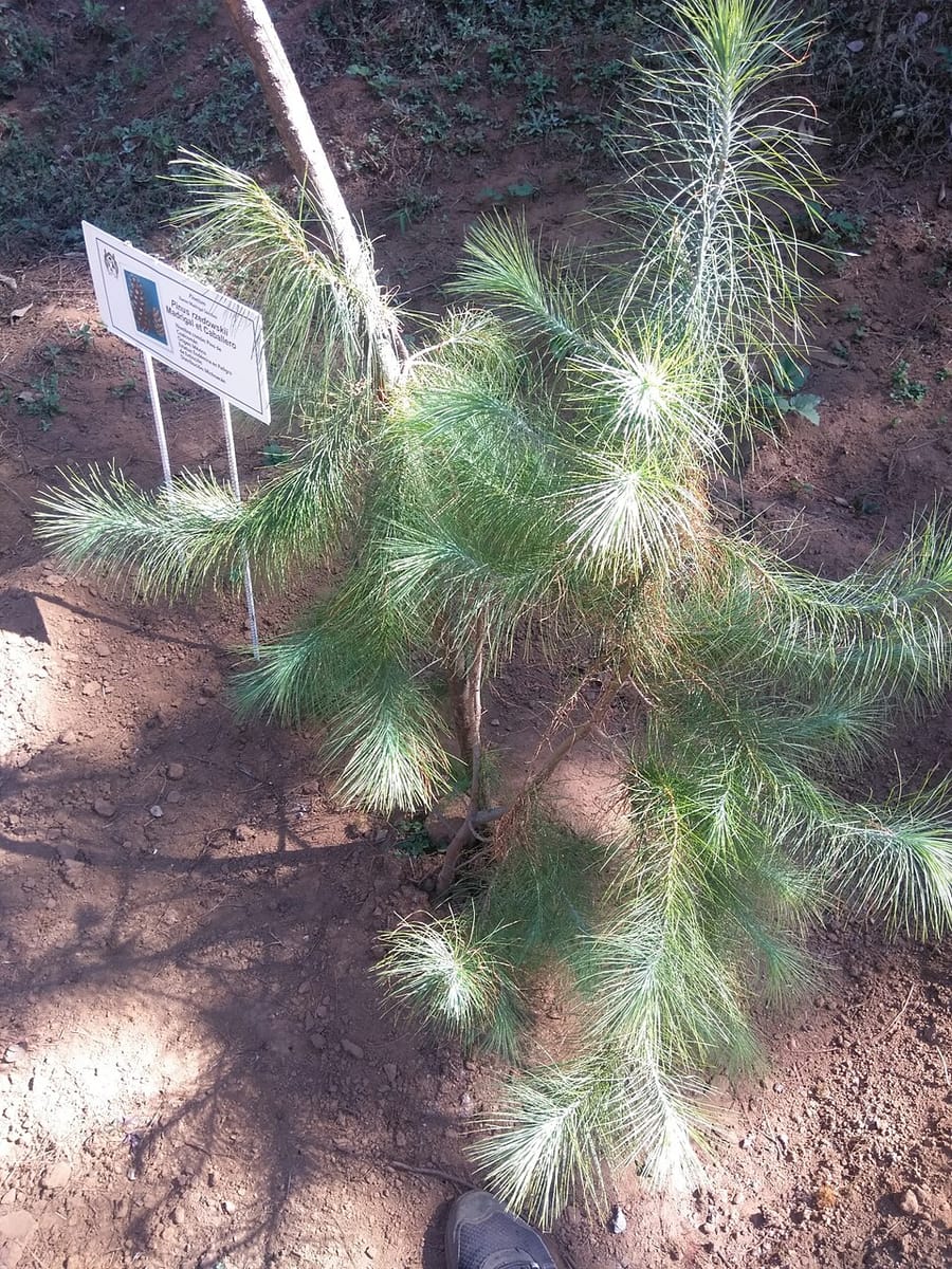 Pinus rzedowskii — photo