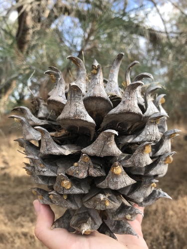 Pinus sabiniana (Digger pine) — photo