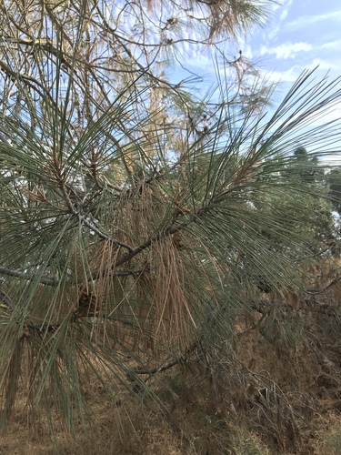 Pinus sabiniana (Digger pine) — photo