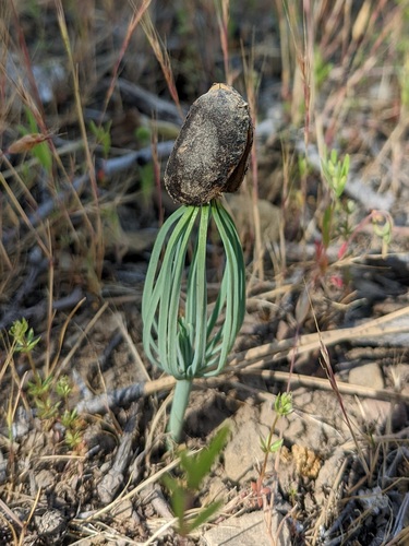 Pinus sabiniana