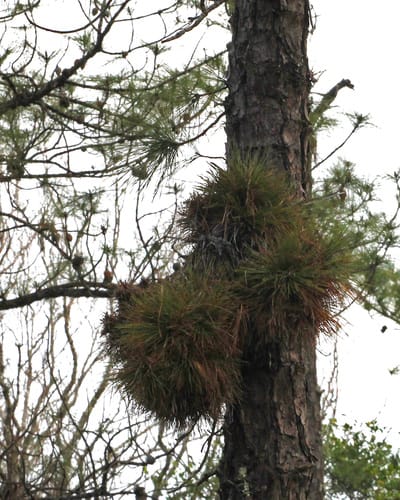 Pinus serotina — photo