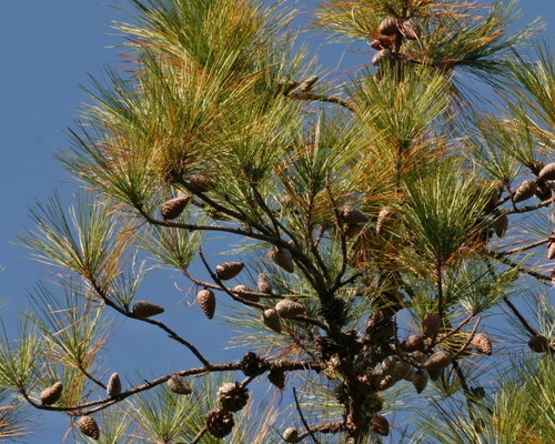 Pinus serotina