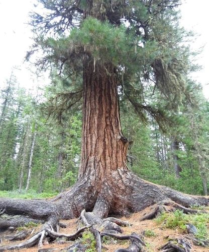 Pinus sibirica (Siberian stone pine) — photo