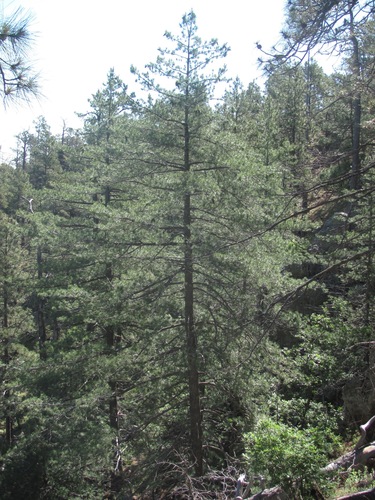 Pinus strobiformis (Southwestern white pine) — photo